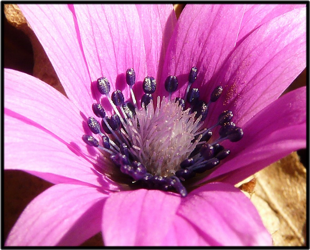 Anemone hortensis / Anemone fior-stella